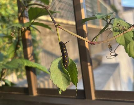 セスジスズメの幼虫 虫,幼虫,イモムシの写真素材