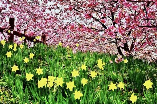 上関歴史城山公園の満開の河津桜と水仙 河津桜,水仙,満開の写真素材
