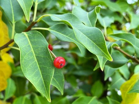 赤い実をつけたソヨゴの木１３ 赤い,実,実が成るの写真素材