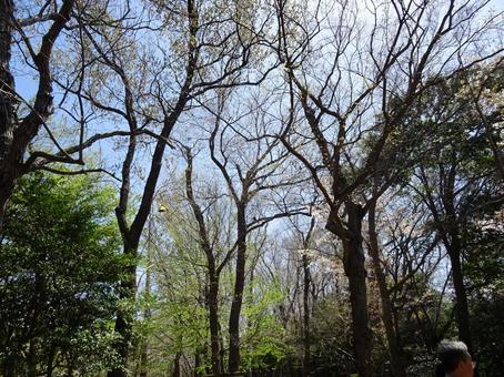 Photo, slim, trees, wood, 