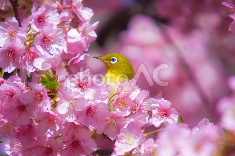 満開の河津桜と可愛らしいメジロ　１ 桜,メジロ,河津桜の写真素材