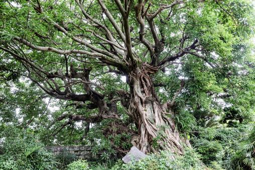 Photo, akou, large akou, wood, 