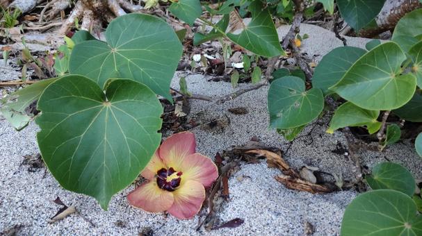 咲き終わったオオハマボウの花B 咲き終わったオオハマボウの花Bの写真
