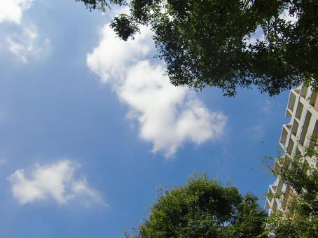 八月の雲-4 八月の雲-4の写真