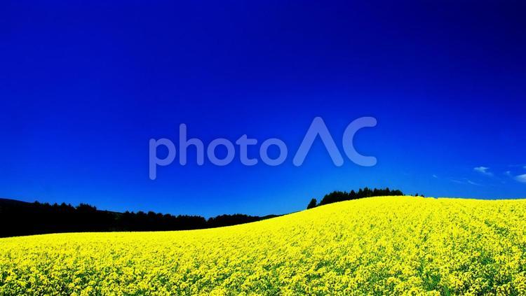 菜の花畑の絶景 菜の花畑,絶景,観光地の写真素材
