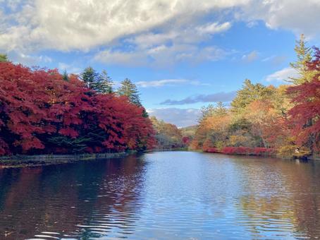 秋空と紅葉 雲場池,黄葉,軽井沢の写真素材