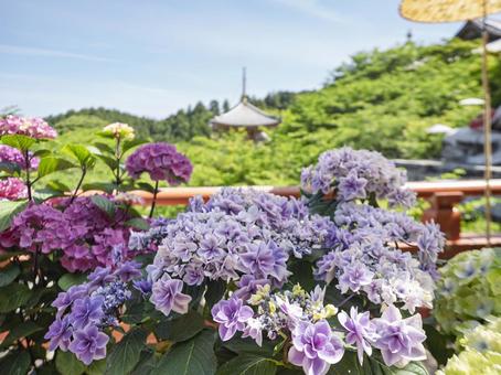 Photo, colorful, hydrangea, purple, 