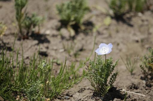 Photo, nemophila, kembang, cute, 