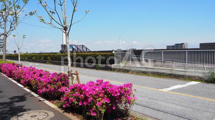 なぎさ公園付近の歩道・ツツジ（江戸川区） 春,ツツジ,ピンクの写真素材
