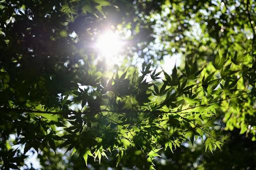 Fresh green maple leaves, shining summer leaves, JPG