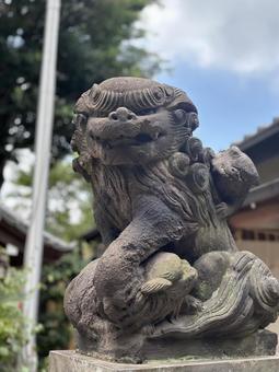 蛇窪神社の狛犬、力強く見守る狛犬 蛇窪神社の狛犬、力強く見守る狛犬 蛇窪神社,狛犬,撫で白蛇の写真素材