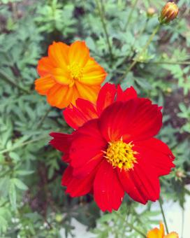 花 花の写真