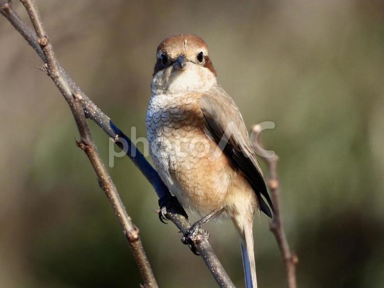 枝にとまるモズ 鳥,野鳥,モズの写真素材