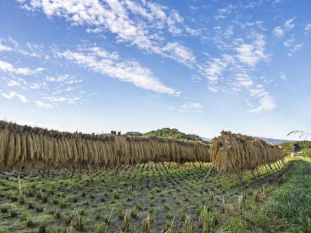 秋の風が通り抜ける稲架の道 稲刈り後,はさがけ,稲わらの写真素材