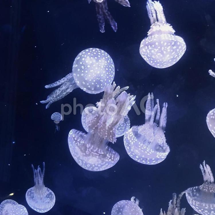 くらげ - No: 24828738｜写真素材なら「写真AC」無料（フリー）ダウンロードOK
