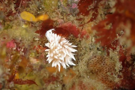 サクラミノウミウシの写真