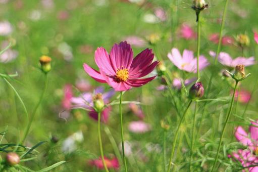 Cosmos, JPG