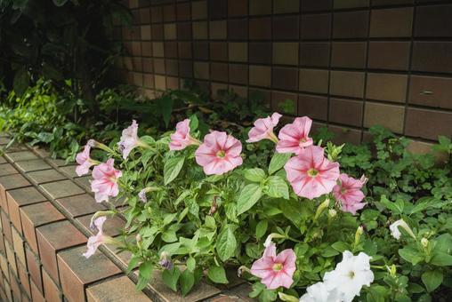 ペチュニア(Petunia) ペチュニア(Petunia) ペチュニア,petunia,ナス科の写真素材
