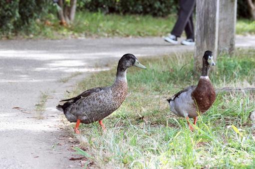 カモ カモ 自然,生き物,鳥の写真素材