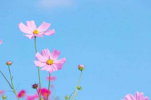 コスモスと青空 コスモス,秋,花の写真素材