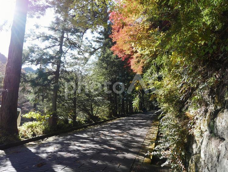 木漏れ日 紅葉,秋,風情の写真素材