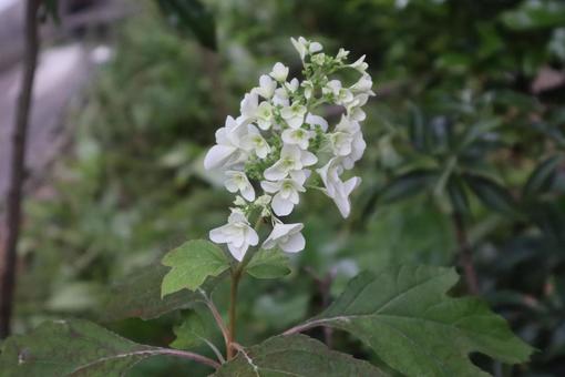 手を広げているみたい 手を広げているみたい 柏葉紫陽花,花,フラワーの写真素材