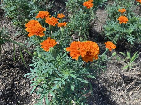 Photo, orange, natural, marigold, 