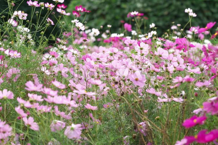 公園のコスモス畑　秋のイメージ コスモス,秋桜,こすもすの写真素材
