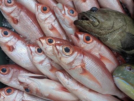 魚群のランデブー 魚群のランデブー 魚,魚群,食材の写真素材