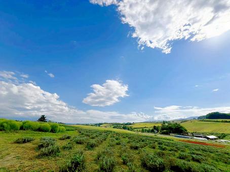 富良野の大地 富良野の大地の写真