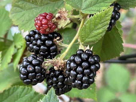 Photo, blackberry, berry, jam, 