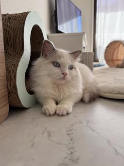 ラグドールの子猫 猫,ペット,かわいいの写真素材