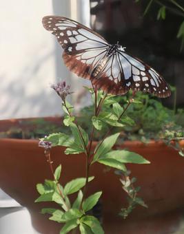 アサギマダラが咲いているみたい 藤袴,アサギマダラ,花の写真素材