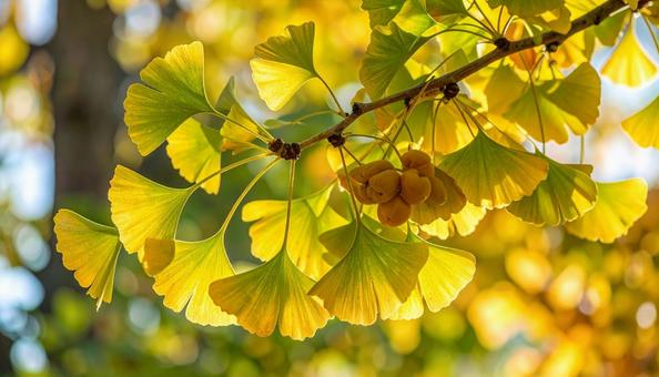 秋に実った銀杏の実の写真