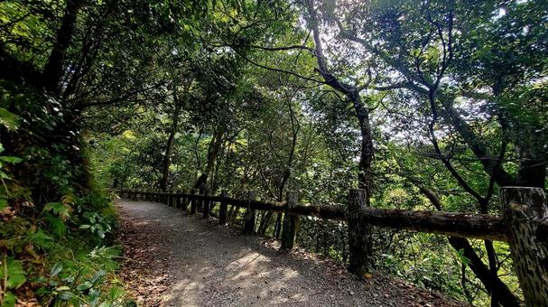 自然の中を歩く緑の遊歩道 自然の中を歩く緑の遊歩道の写真
