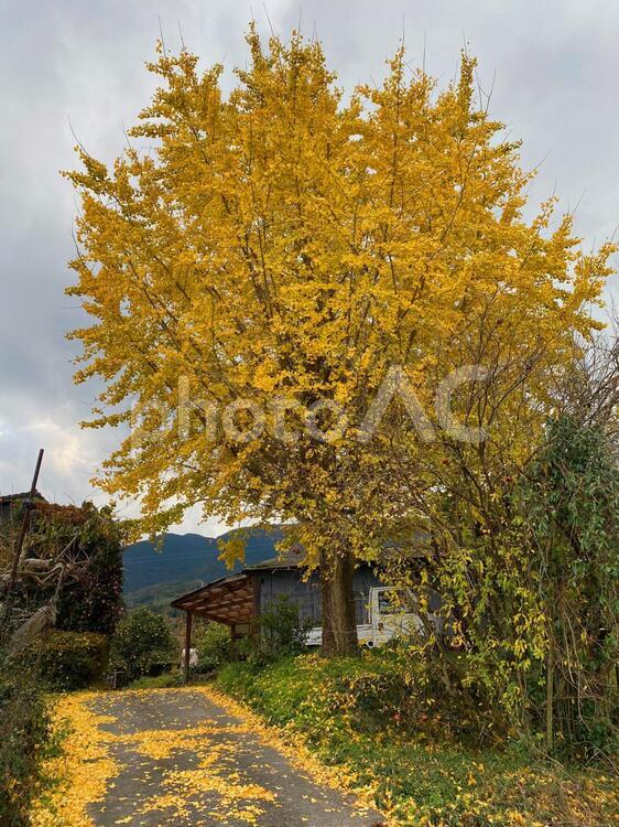 黄色に染まったイチョウの木 イチョウ,秋,黄色の写真素材