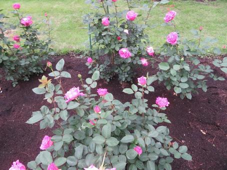 真岡市の井頭公園の薔薇(ピンクピース) 真岡市の井頭公園の薔薇(ピンクピース) バラ園,ピンクピース,薔薇園の写真素材