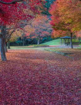 紅葉の絨毯-1 紅葉,絨毯,秋の写真素材