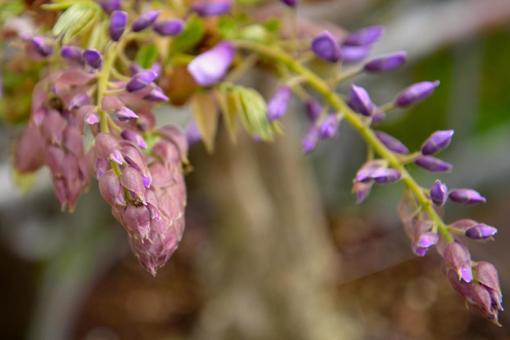 藤の写真