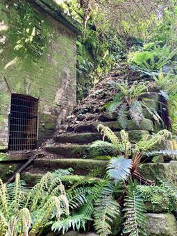 苔生した石段 苔生した石段の写真