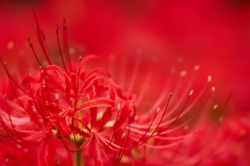 赤色背景曼珠沙華彼岸花の蕊のアップ 赤色背景曼珠沙華彼岸花の蕊のアップの写真