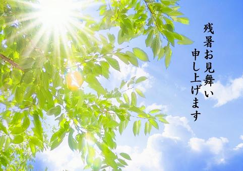 残暑お見舞い 残暑お見舞いの写真