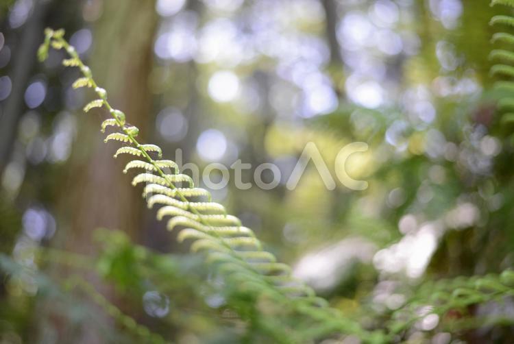 の中のシダ植物2 植物,草,木の写真素材