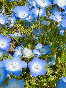 ネモフィラ 水色のお花 ネモフィラ 水色のお花の写真