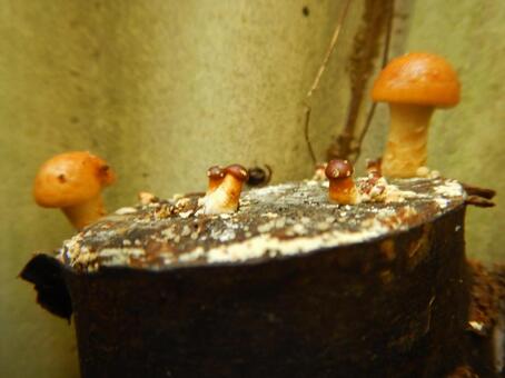 原木なめこ キノコ,茸,なめこの写真素材