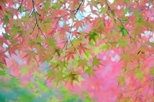 秋の彩り(紅葉) 秋の彩り(紅葉)の写真