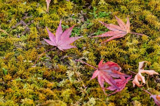 ［季節のイメージ］紅葉｜落ち葉｜苔の写真