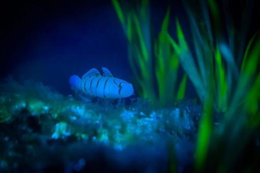 小さい魚 小さい魚の写真