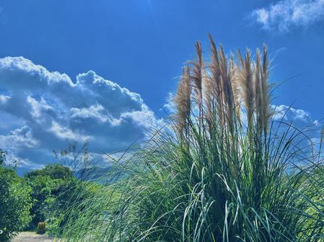 すすき すすき,秋,自然の写真素材