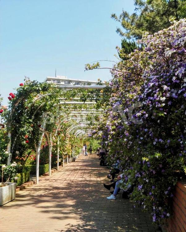 初夏の谷津バラ園・色々な薔薇（習志野市） 初夏,薔薇,花の写真素材